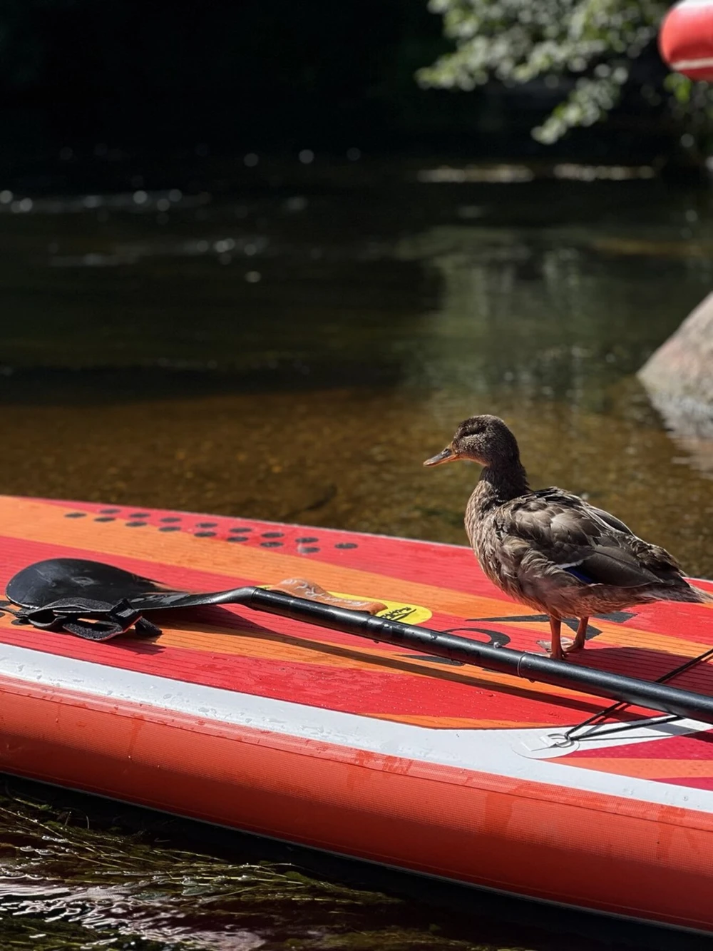 Сап-терапия среди каньонов реки Оредеж
 (9/12)