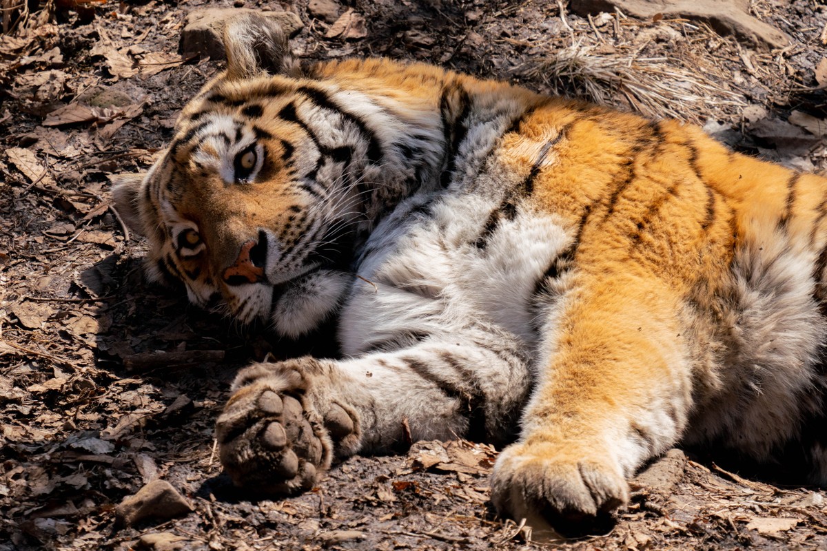К нерпам и дальневосточным леопардам — из Владивостока (10/12)