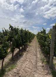 Фото отзыва 5: экскурсия "Вино и&nbsp;оливки Мендосы"