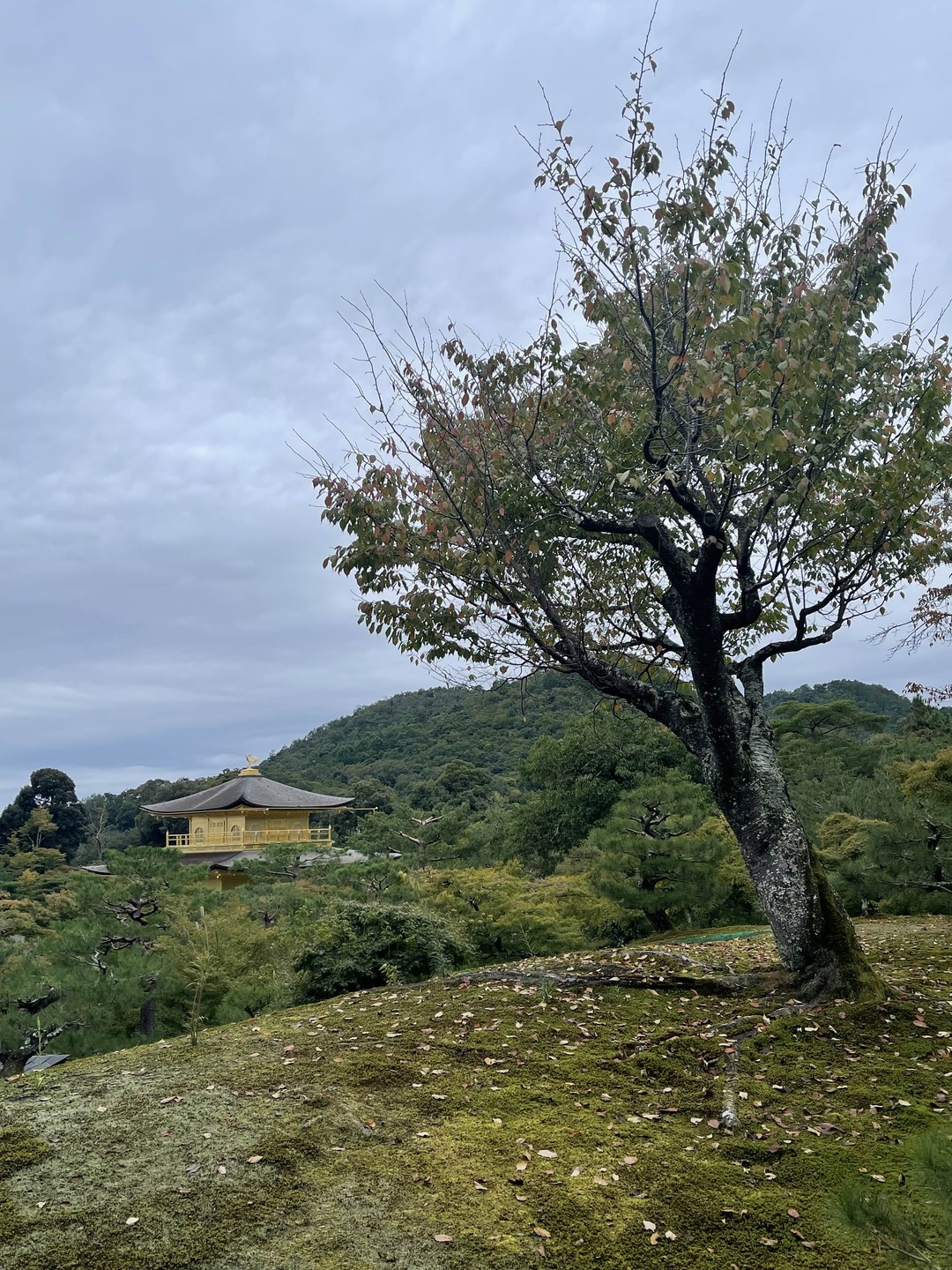 Культовые памятники Киото (Юлия)