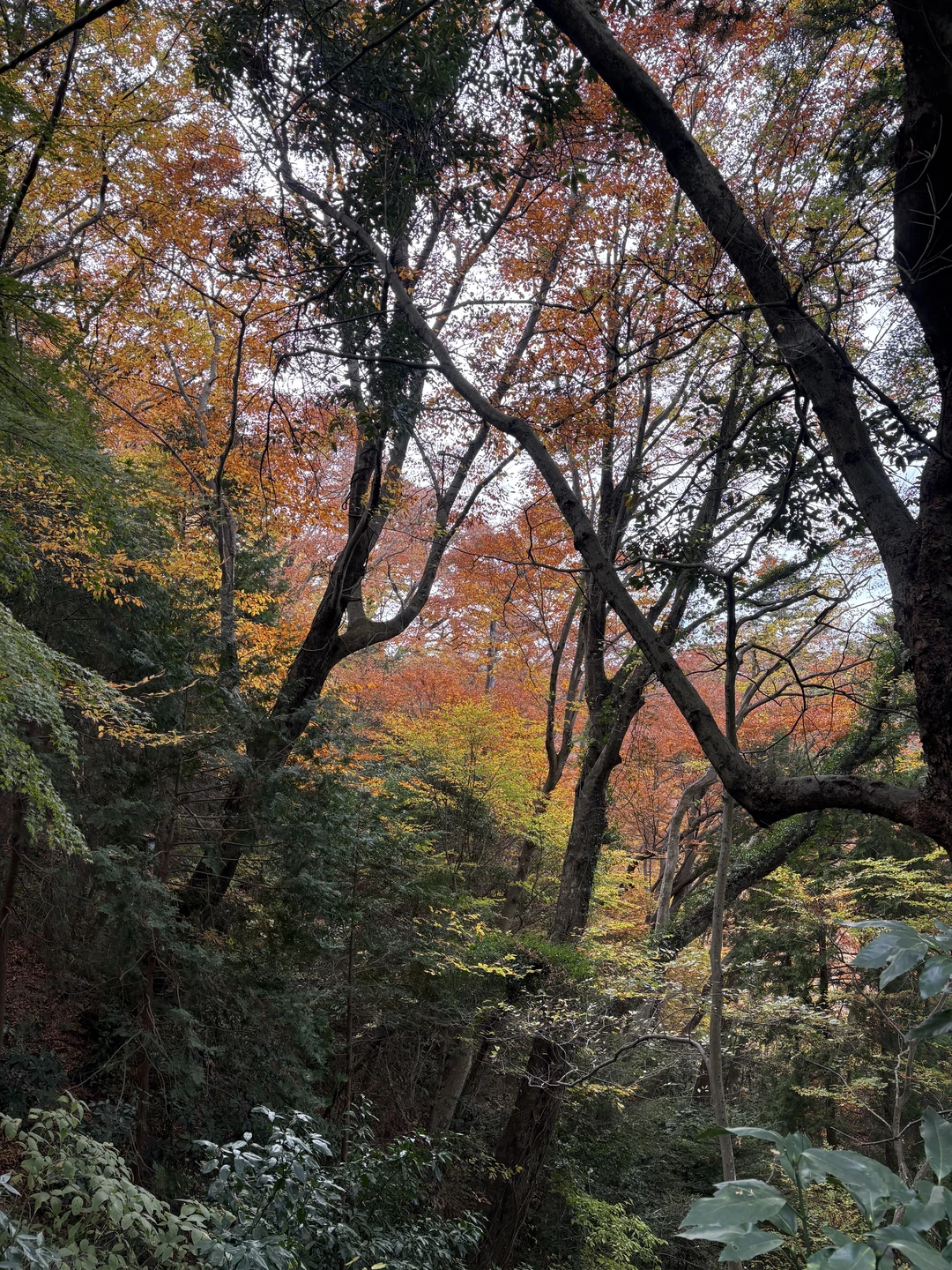 Нам очень понравилась экскурсия на гору Такао. Виды, открывающиеся с горы, компенсируют все физические сложности подъема
