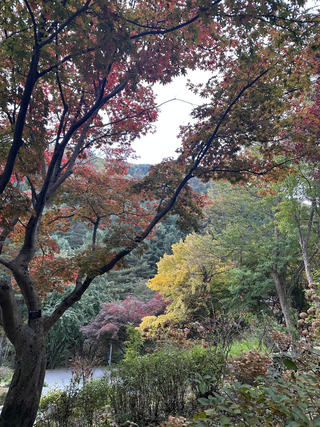 Недавно нам посчастливилось побывать на нескольких экскурсиях с замечательным гидом Ольгой — обзорной по Сеулу, а