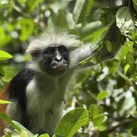 Фото отзыва 3: экскурсия "Ароматы и чудеса Занзибара: лес Джозани и ферма специй"
