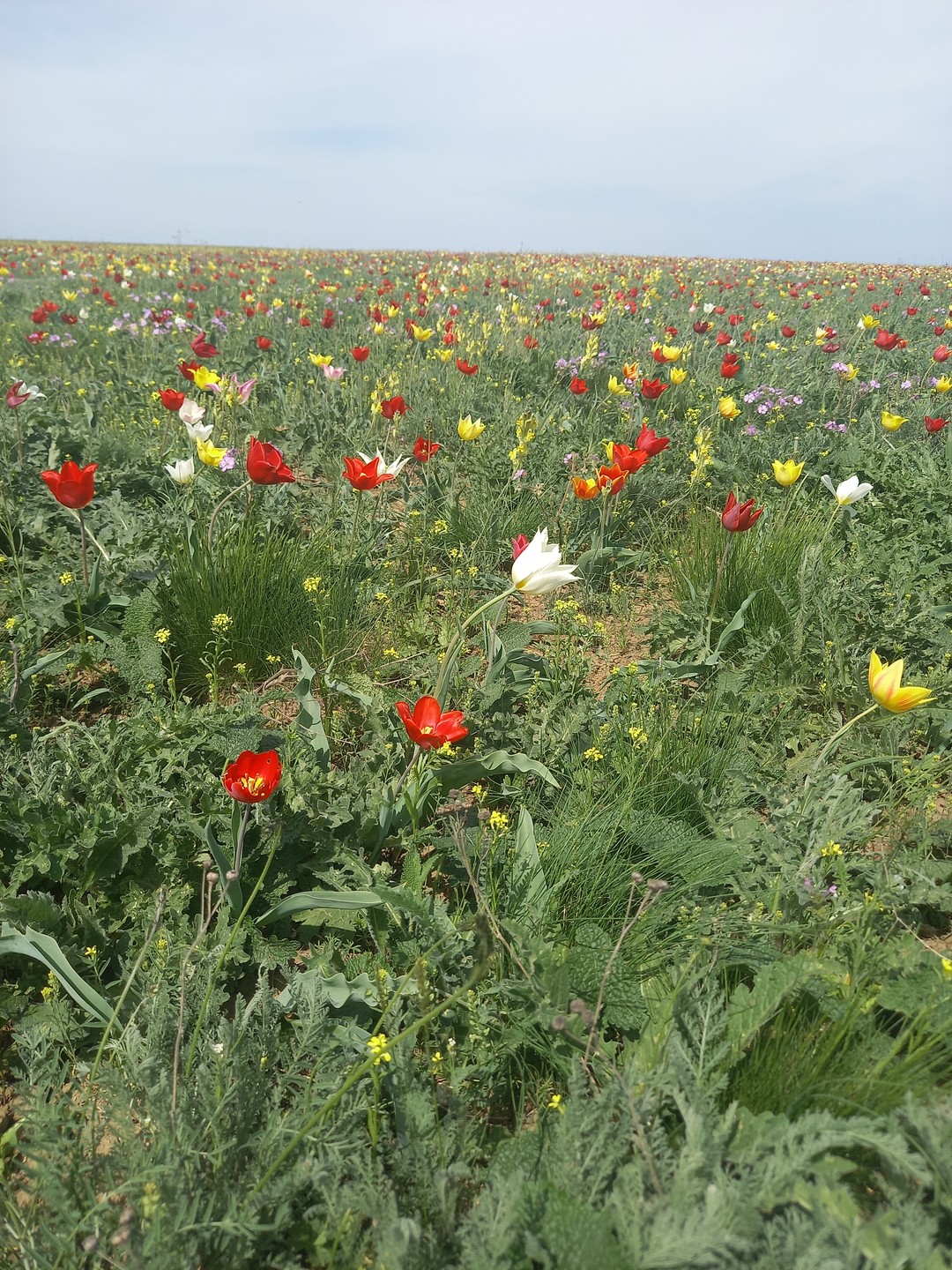 Огромное спасибо за незабываемую поездку в Калмыкию (с 14.04.2024 по 17.04.2024)! Было очень интересно и познавательно