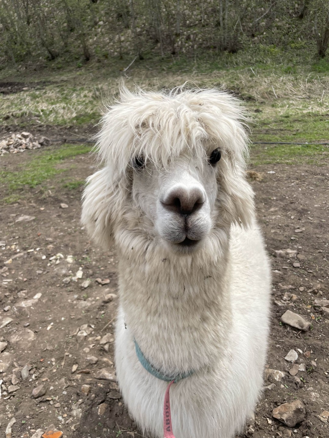 Экскурсия просто замечательная! Екатерина отличный гид и рассказчик. Ребенок 5 лет был доволен
