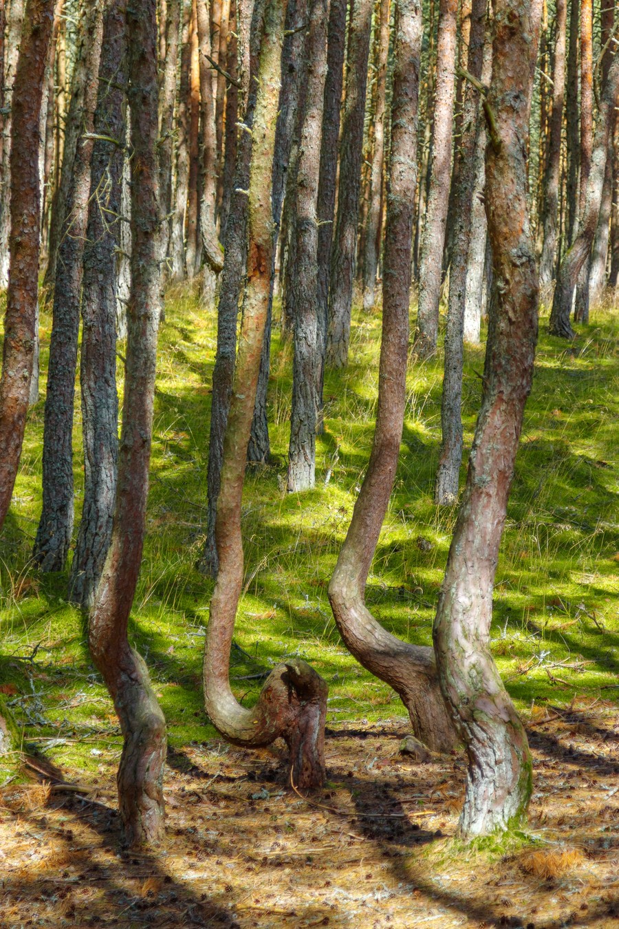 Куршская коса + Зеленоградск (из Калининграда) (6/10)