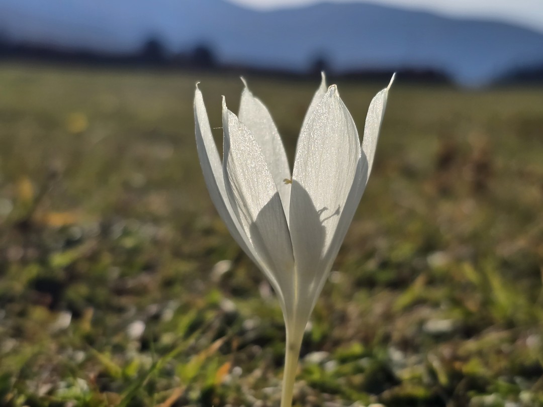 Большое спасибо Зейнаб и её брату Джабе за отличную экскурсию! Гомисмта - невероятное место, красивые виды