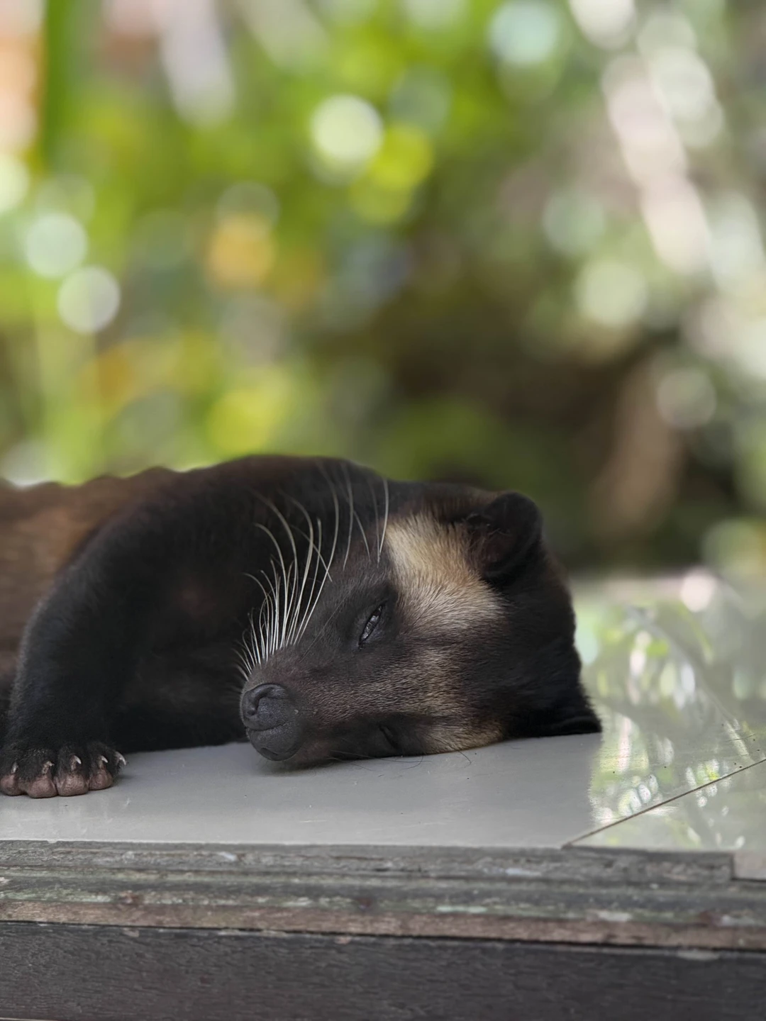 Густи очень хороший гид, по русски говорит с акцентом, но все понятно, знает очень много русских