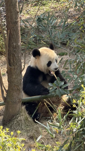 Большое спасибо Пэну. Очень оперативно выходил на связь. помогал с оформлением и оплатой. все четко!