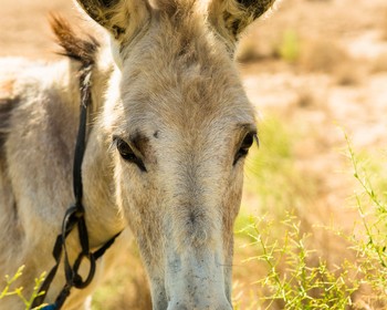 Гёкдепе, подземное озеро Ков-Ата, Лунные горы