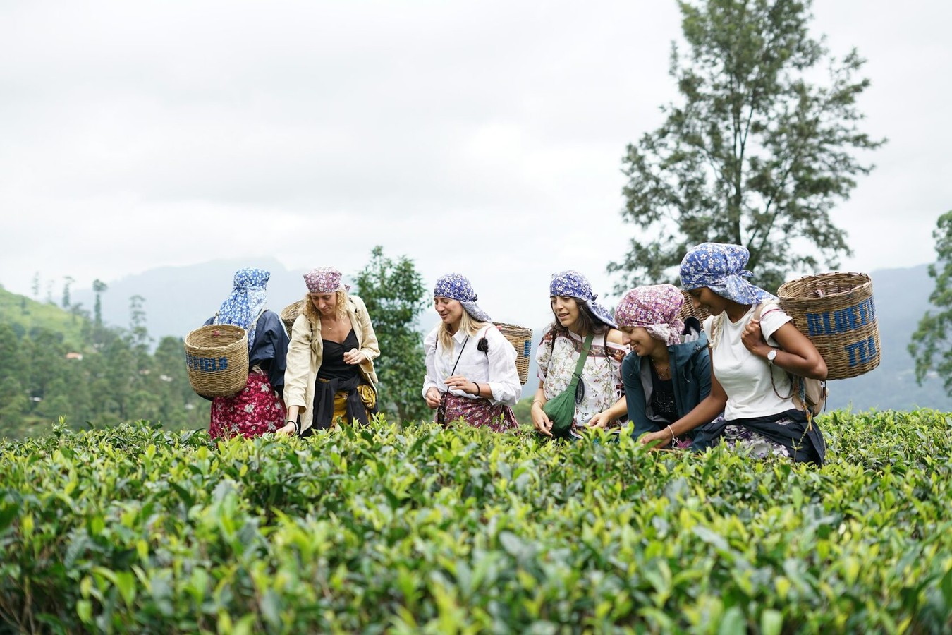 Приключения на Шри-Ланке: экскурсии и треккинги, уроки йоги и сёрфинга, гастрономия