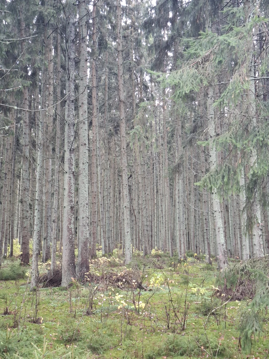 Побывали с семьей 5 человек с детьми 31.10.25. Интересная экскурсия. К островам можно попасть только по