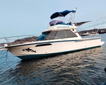 Морская прогулка в поиске китов, дельфинов и косаток