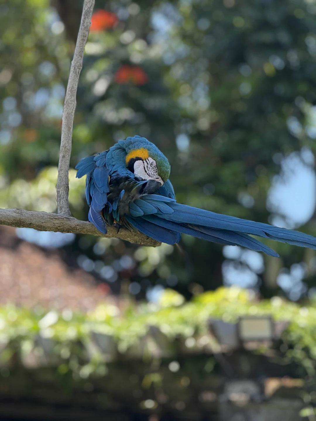 Густи очень хороший гид, по русски говорит с акцентом, но все понятно, знает очень много русских