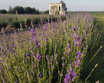 Муром, лавандовые поля