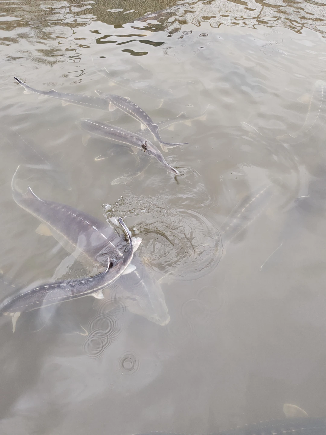 Понравилась экскурсия. Дарья супер экскурсовод. Всё было интересно, живо,ярко. Интересно было побывать на ферме. Остались только