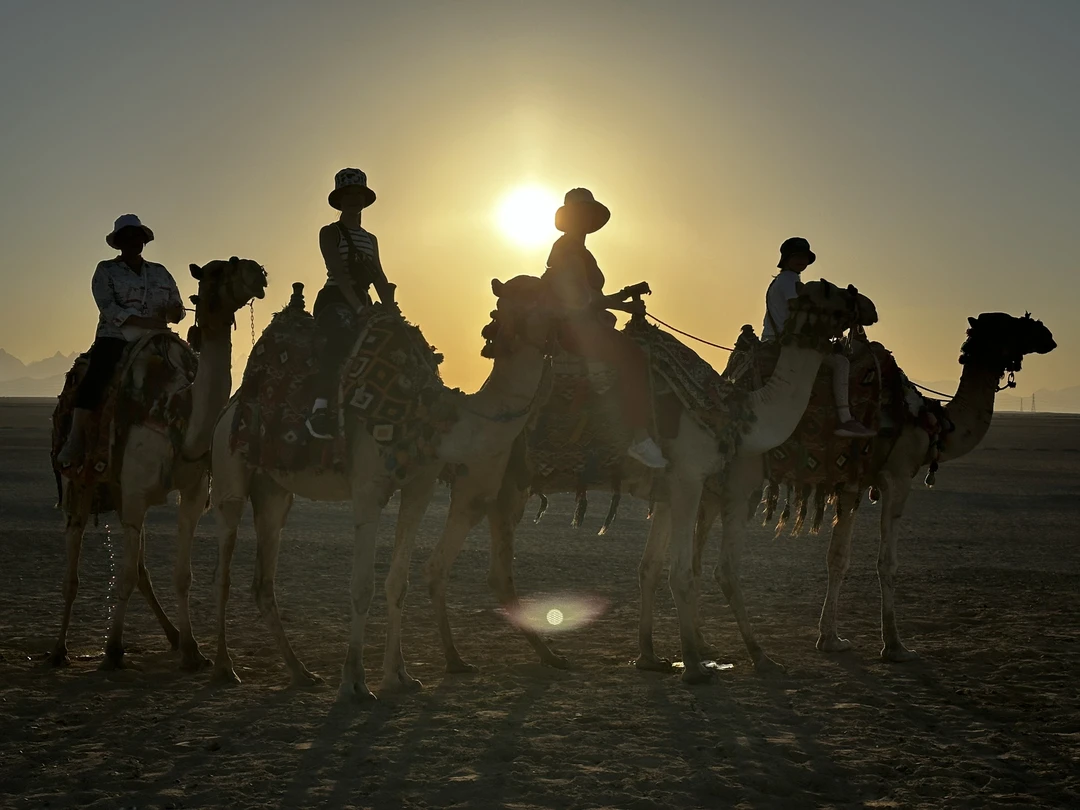 Ночная прогулка на верблюдах по-бедуински (Мария)