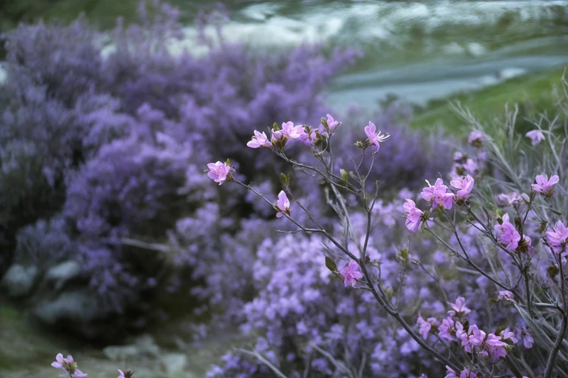 Автотур в мини-группе по знаковым локациям Алтая в период цветения маральника
