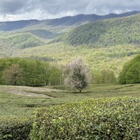 Фото отзыва 1: экскурсия "Впервые в Сочи"