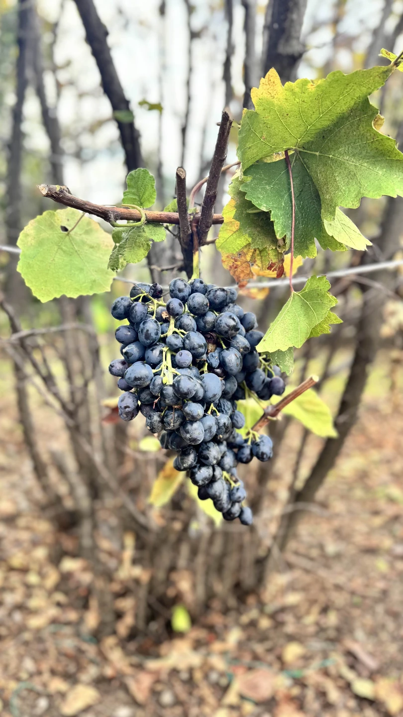 Хочу оставить отзыв об экскурсии по Кахетии. Всё было организовано просто замечательно! Мы ощутили настоящий грузинский колорит