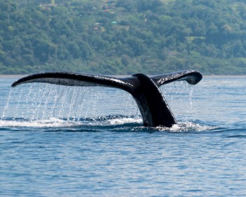 Наблюдение за китами и дельфинами