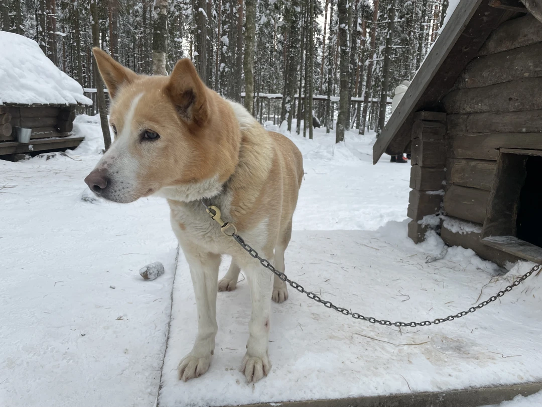 Понравилось катание на ездовых собаках). Красивый лес. Отличный гид Светлана. Пикник в лесу в тему. Камушек шунгита уезжает со мной)