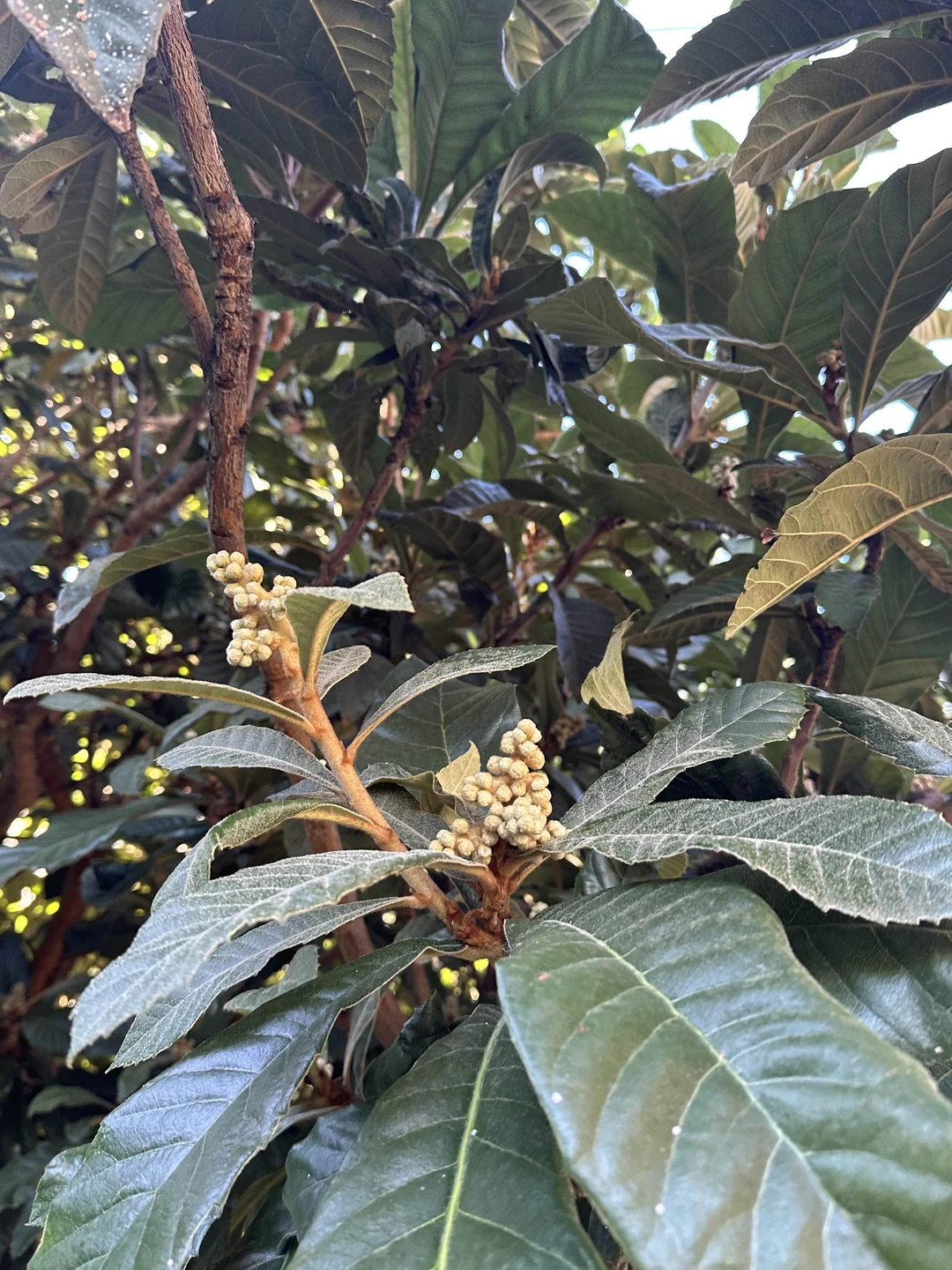 Фотопрогулка по скрытым уголкам Тбилиси (Эльмира)