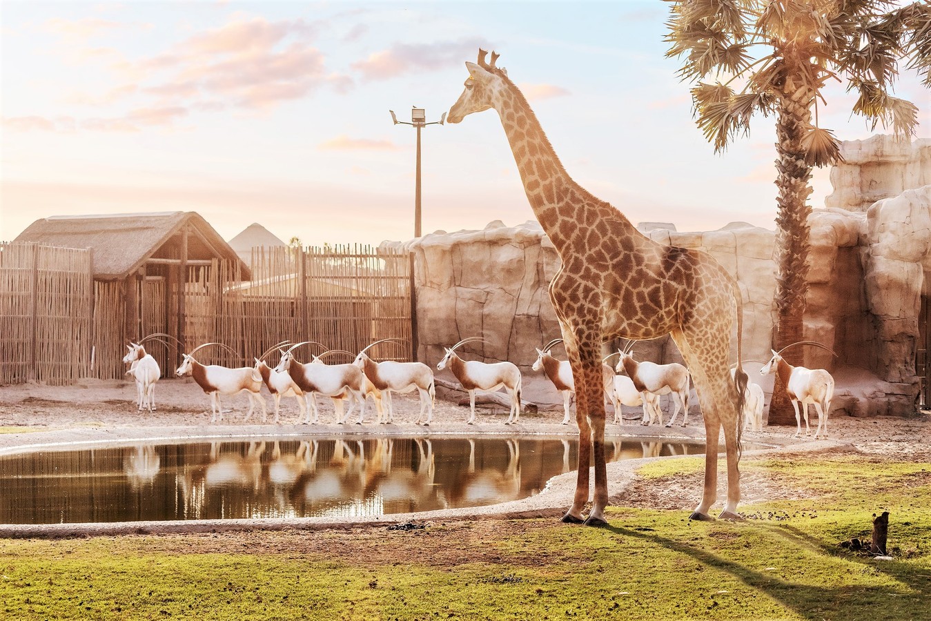 Трансфер в Dubai Safari Park и The Green Planet