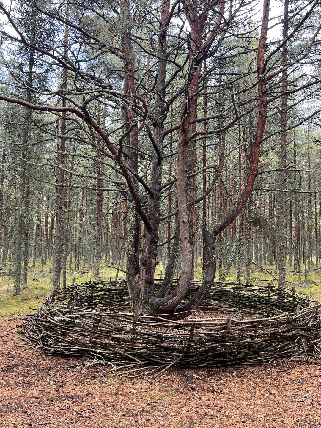 На Куршскую косу с опытным гидом - из Калининграда (Марина)