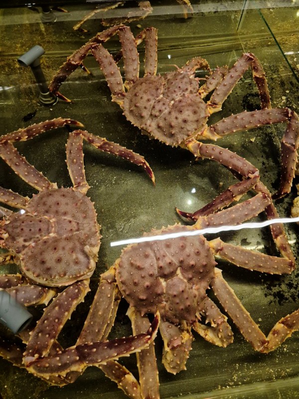 Виды Териберка: ценные дары Баренцева моря