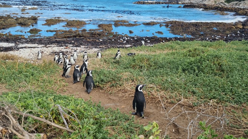 ЮАР - Кейптаун: мыс Доброй Надежды, пингвины и захватывающий Чапменс-Пик