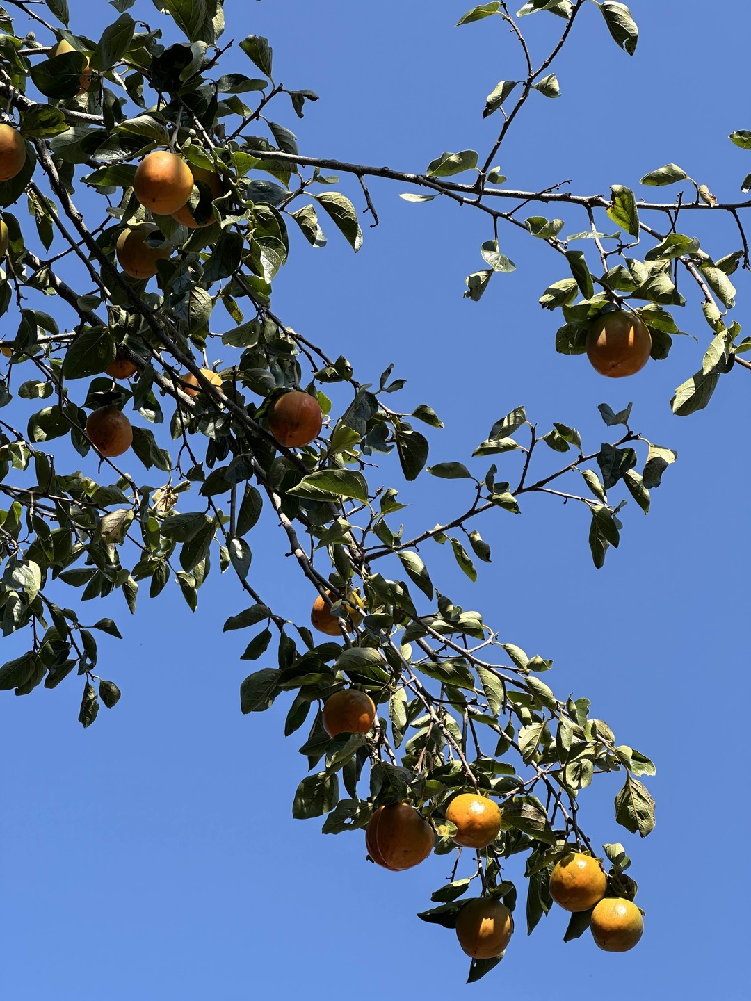 Я всегда путешествую ради еды. Все было замечательно! Вины натуральные, мясо и сыры - натуральные продукты. Рекомендую от души!