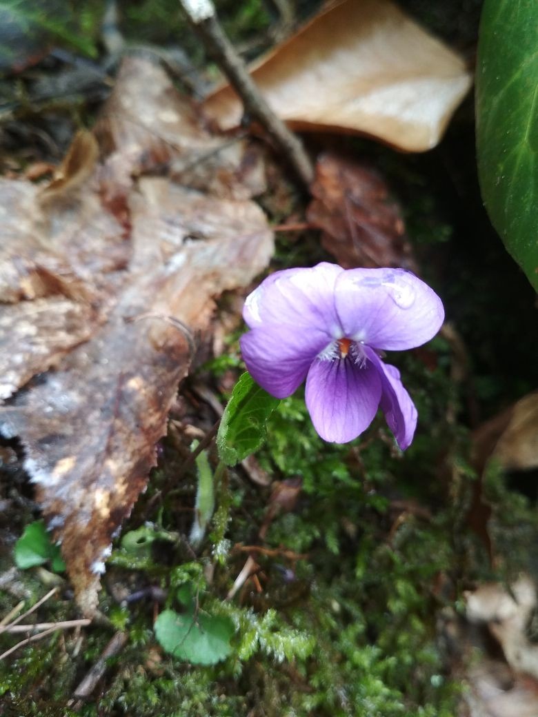 Белые скалы: путешествие в первобытный мир Сочи (9/15)