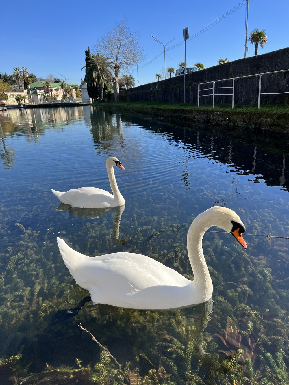 Из Сочи в Абхазию: трансфер-поездка по ключевым местам (8/18)