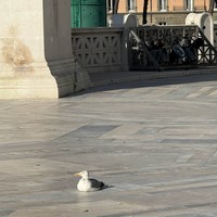 Фото отзыва 2: экскурсия "Душевная обзорная прогулка по Риму"