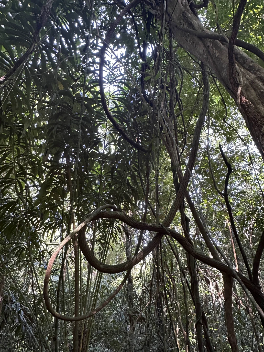 Экскурсия соответствует описанию - пеший поход около 2-х часов по джунглям (но не по непролазным зарослям