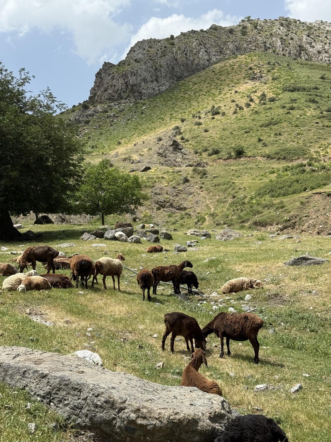 Цветущие горы Самарканда (Елена)