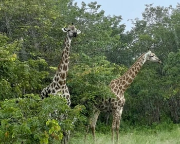 День сафари