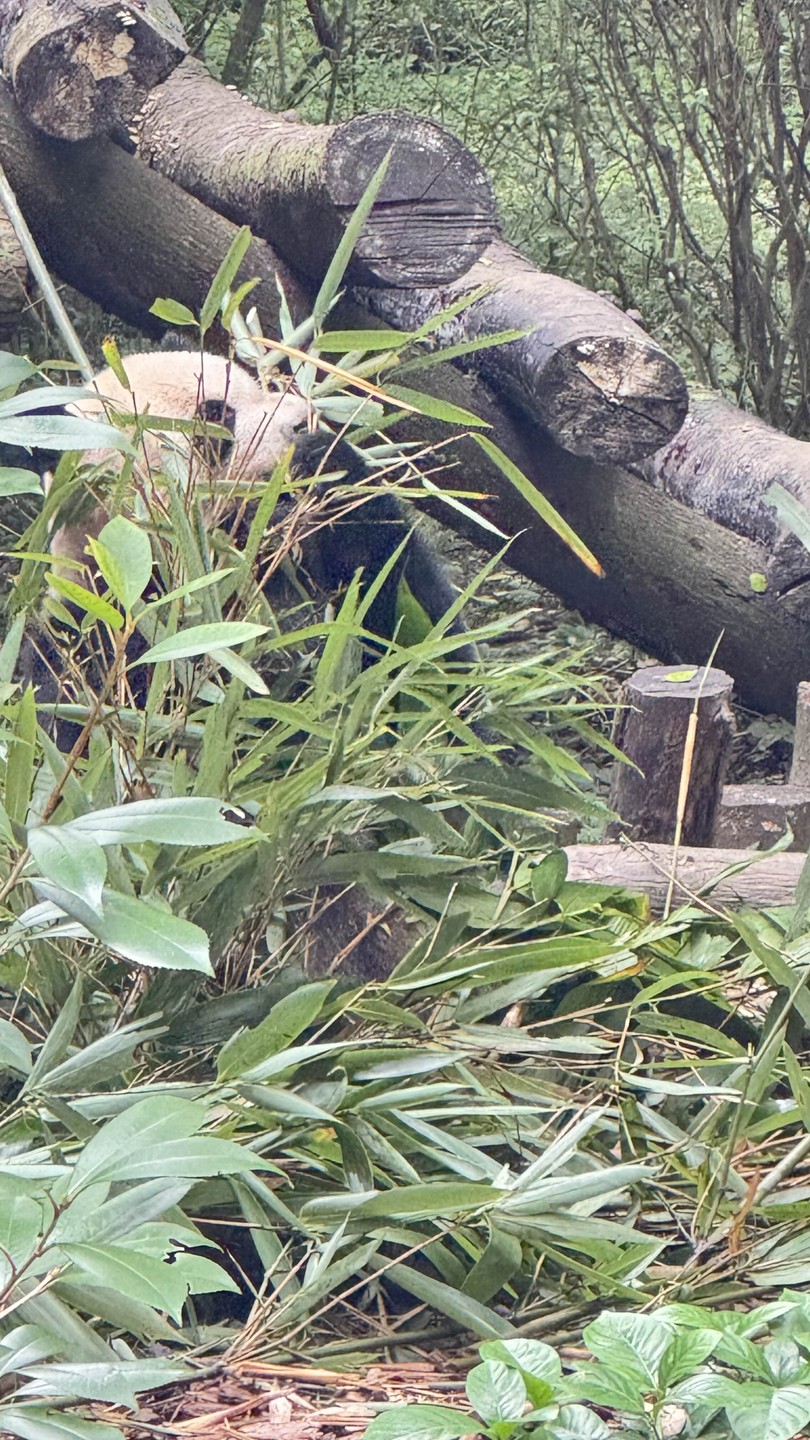 Огромное преогромное спасибо от нашей мини группы Ольге за это чудо экскурсию по Чэнду. Были всего