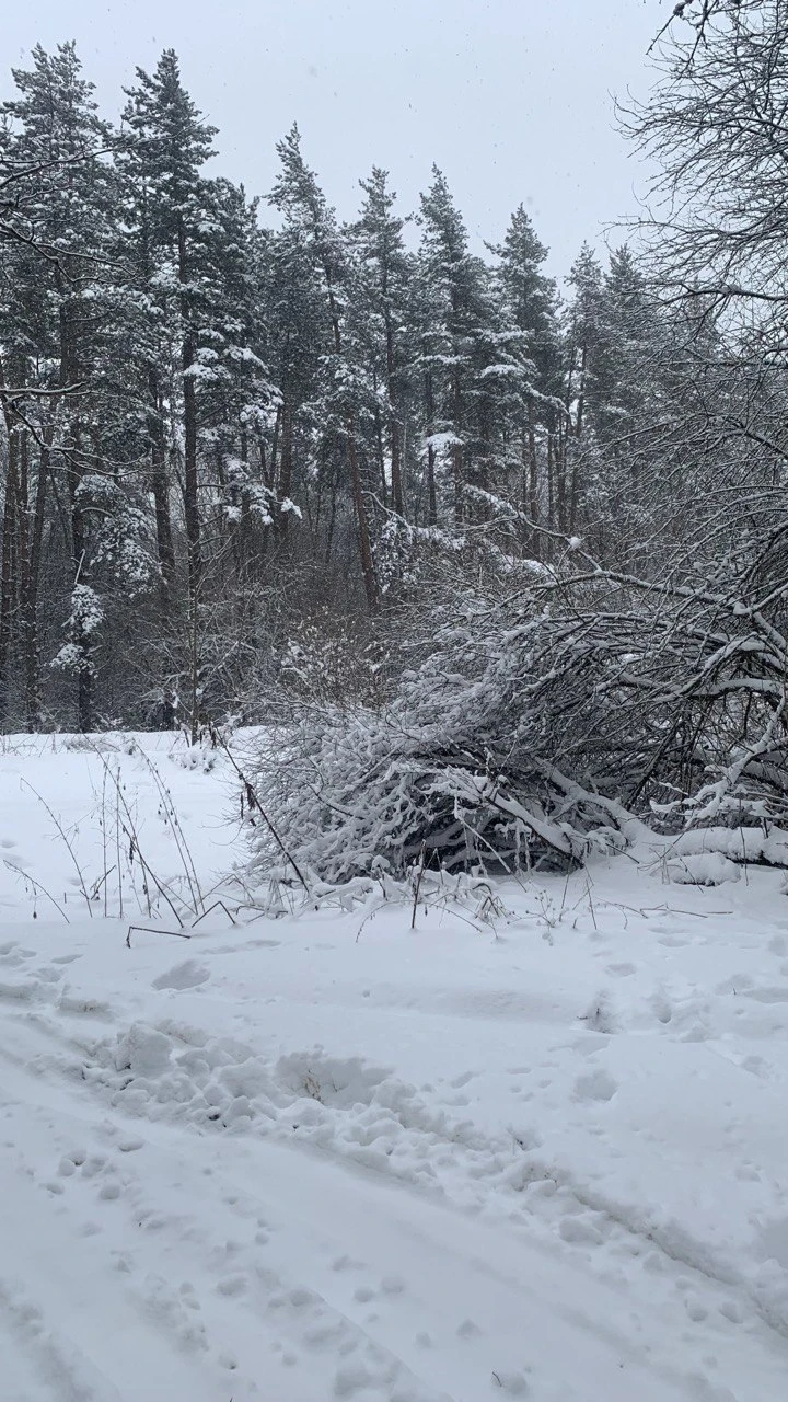 Были на экскурсии в конце Января, в лесу было много снега (что редкость для Тбилиси, было