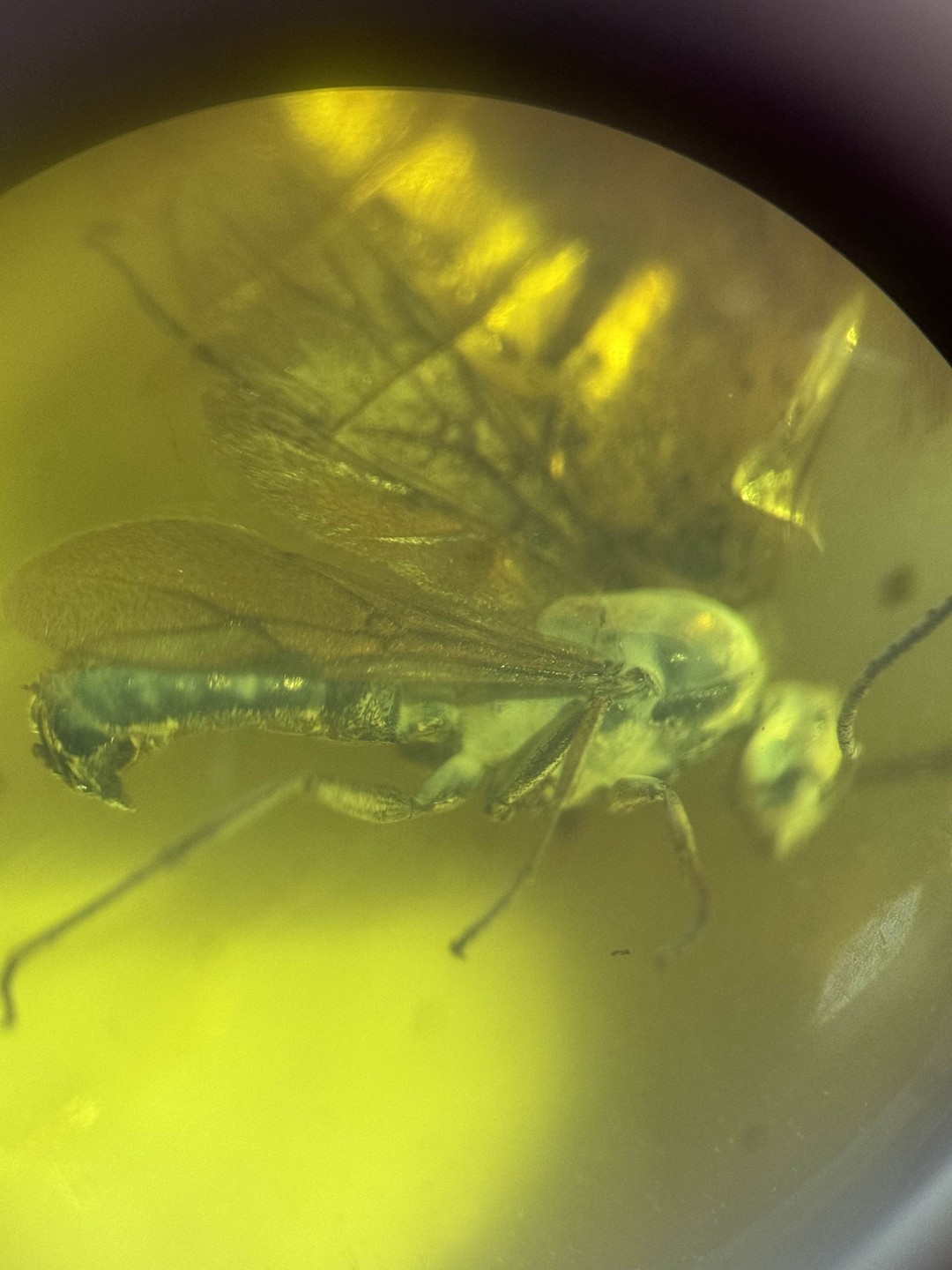 Замечательная экскурсия 🔥🔥🔥Мы без толпы и спешки прогулялись по вымощенным брусчаткой улицам исторического района Ратсхоф, посмотрели