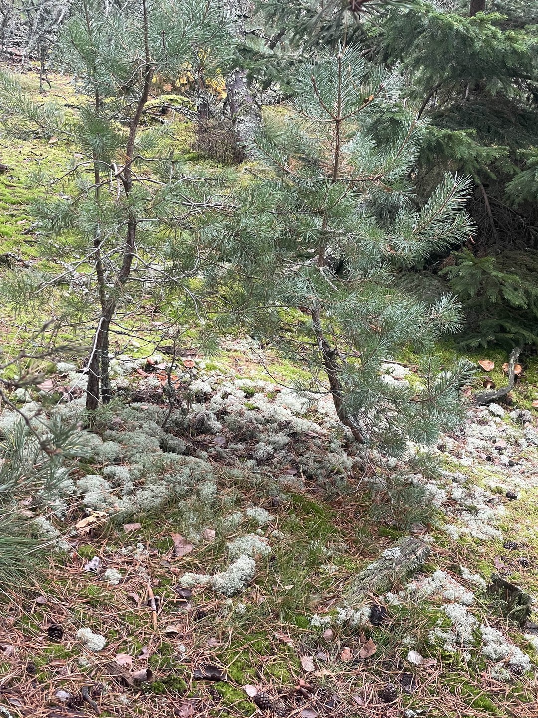 Спасибо за прекрасно организованную экскурсию, отдельная благодарность экскурсоводу (и водителю) Леониду. Экскурсия прошла максимально познавательно и