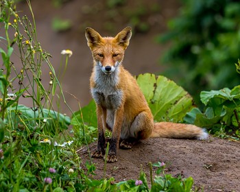 Вулкан Тятя: начало восхождения