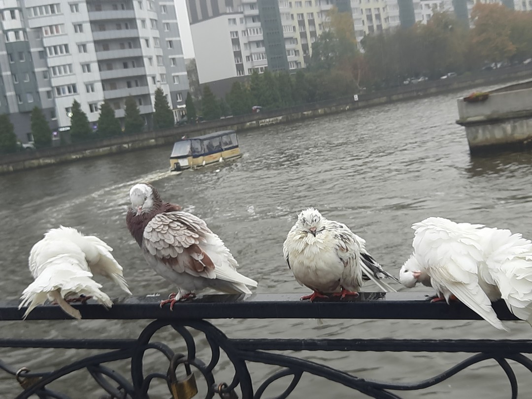 Хороший автомобиль, гид прибыл своевременно. Безопасное вождение. Маршрут соответствует описанию. Интересный рассказ об острове Канта и
