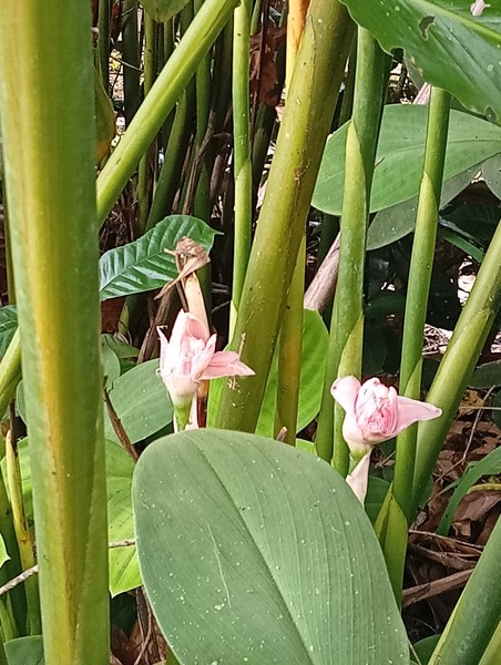 самые приятные и теплые впечатления от Бали на этой экскурсии. Гид Viru прекрасно говорил по русски