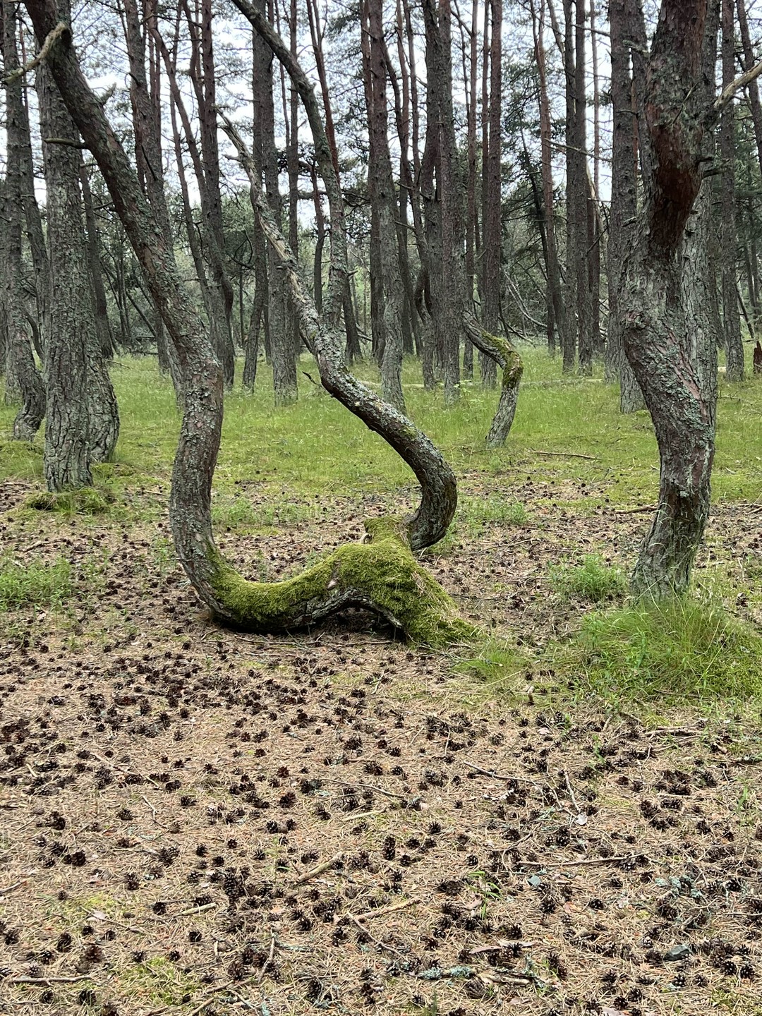 Куршская коса и Зеленоградск за 1 день (из Калининграда) (Екатерина)