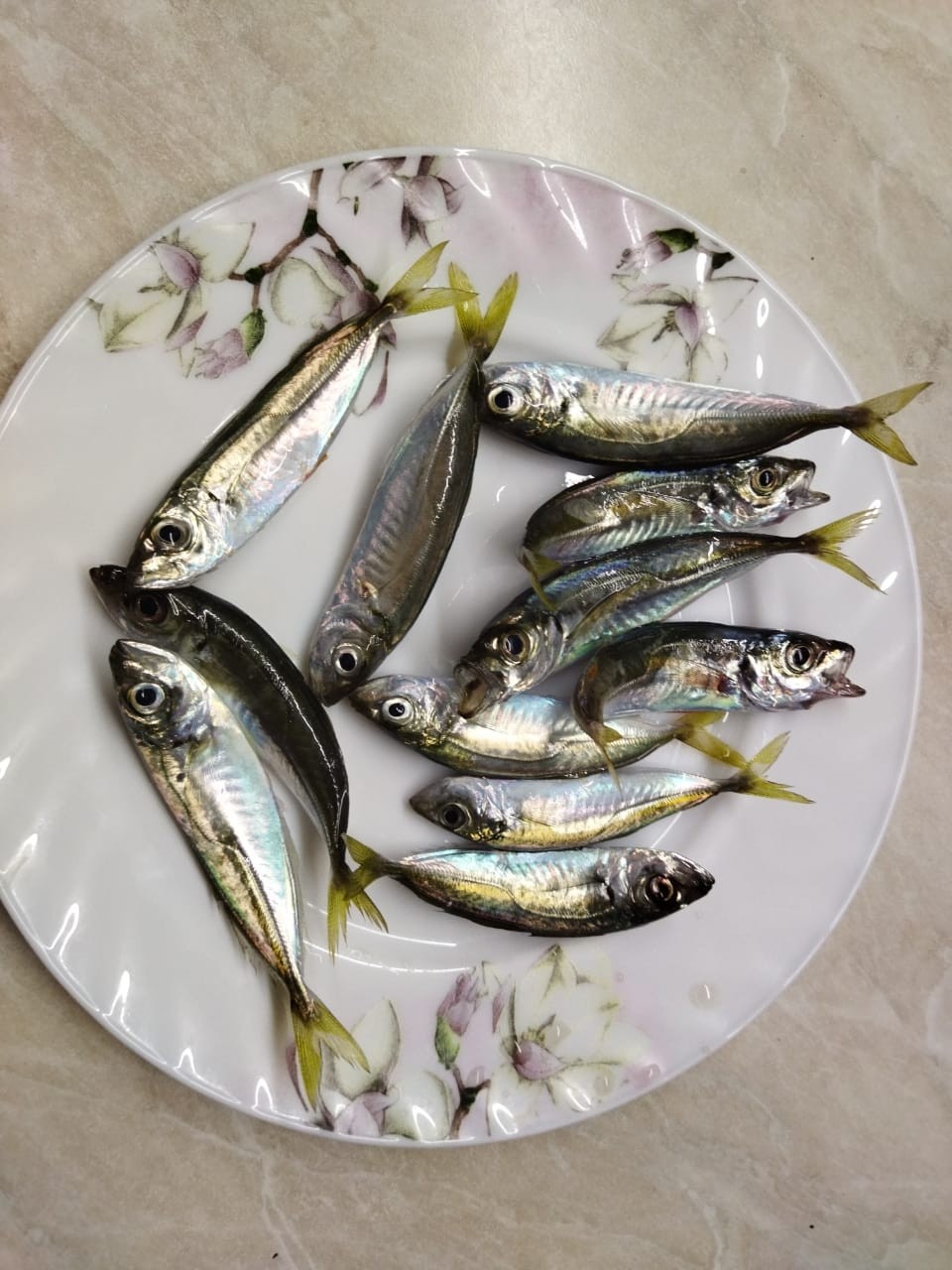 Морская рыбалка в районе Новороссийска (4/6)