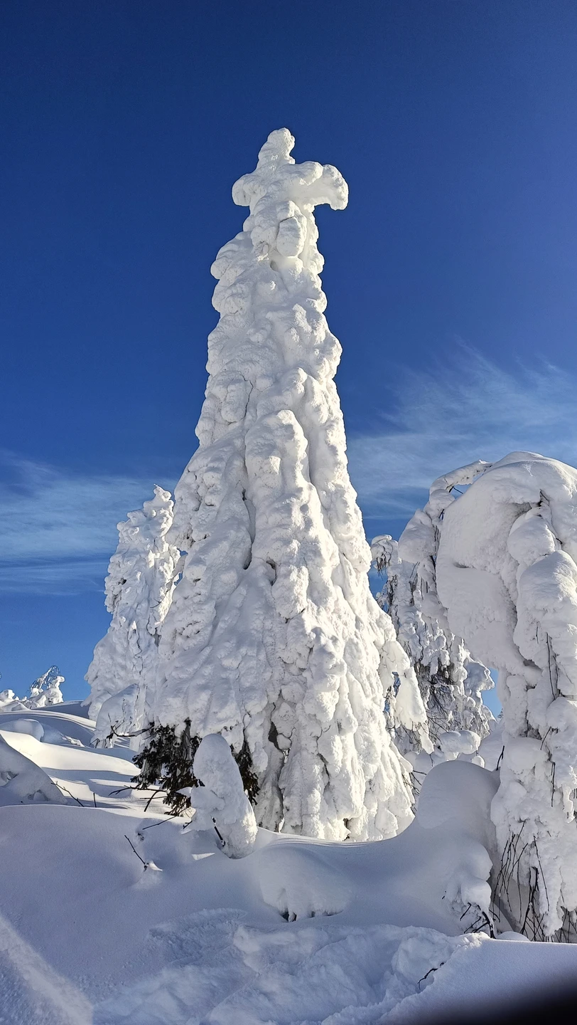 Сбылась мечта побывать в зимней сказке Пермского края! Это очень красиво, волшебно, удивительно! Ёлочки в белоснежных