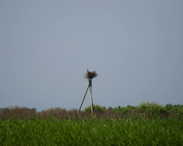 Муравьёвский парк: в гости к японскому журавлю