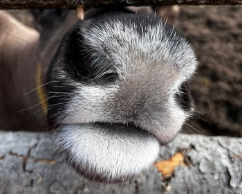 Петрозаводск, приготовление калиток, настойки, вотчина Деда Мороза в Карелии и питомник хаски и оленей